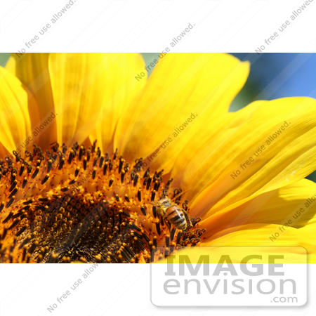 #12135 Picture of a Bee on Sunflower by Jamie Voetsch