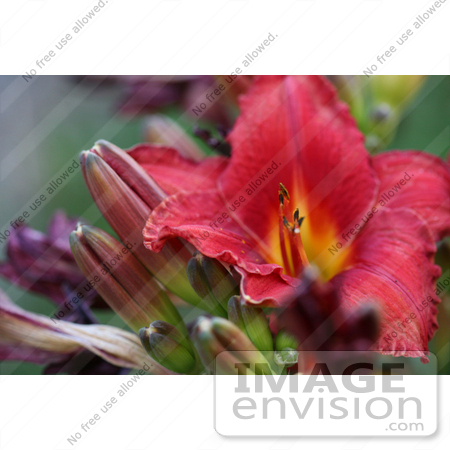 #12136 Picture of a Chicago Day Lily by Jamie Voetsch