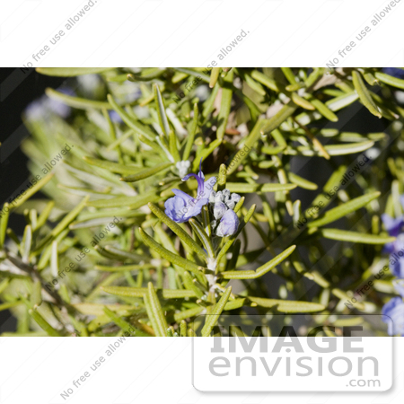 #12142 Picture of Rosemary Blossoms and Buds by Jamie Voetsch