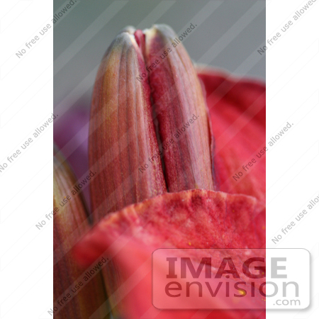 #12146 Picture of a Chicago Daylily by Jamie Voetsch