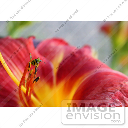 #12147 Picture of a Ladybug on a Chicago Daylily by Jamie Voetsch