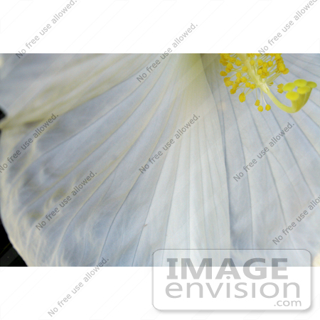 #12149 Picture of a White Hibiscus by Jamie Voetsch