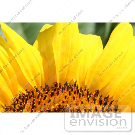 #12151 Picture of an American Giant Sunflower Petals by Jamie Voetsch