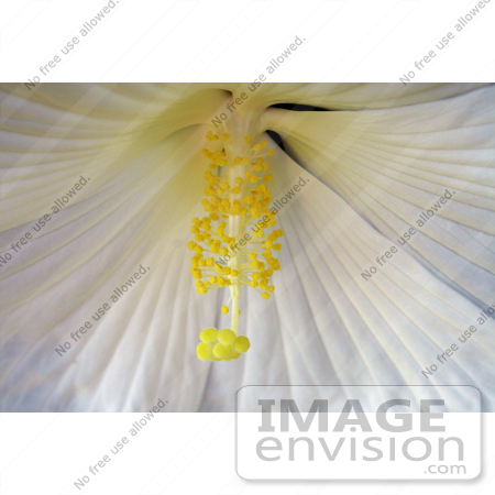 #12152 Picture of a White Hibiscus by Jamie Voetsch