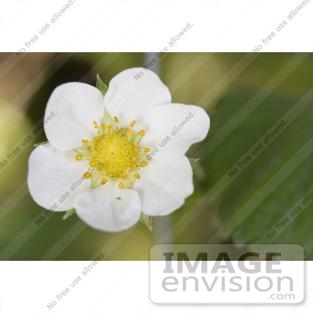 #12153 Picture of a Strawberry Blossom by Jamie Voetsch