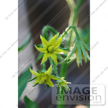 #12157 Picture of Black Tomato Blossoms by Jamie Voetsch