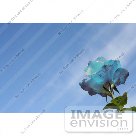 #12159 Picture of a Blue Rose Against Blue Sky by Jamie Voetsch