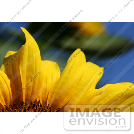 #12161 Picture of an American Giant Sunflower Petals by Jamie Voetsch