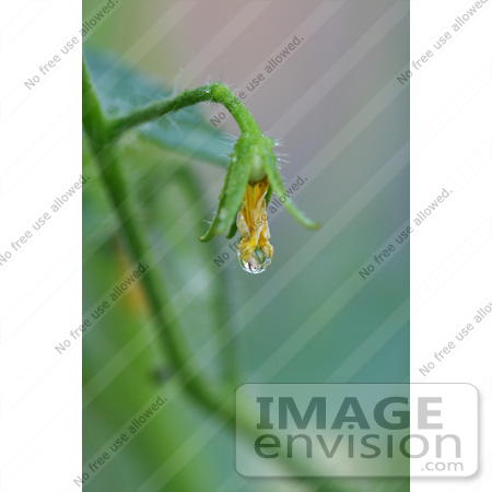 #12163 Picture of a Dew Drop on Tomato Blossom by Jamie Voetsch