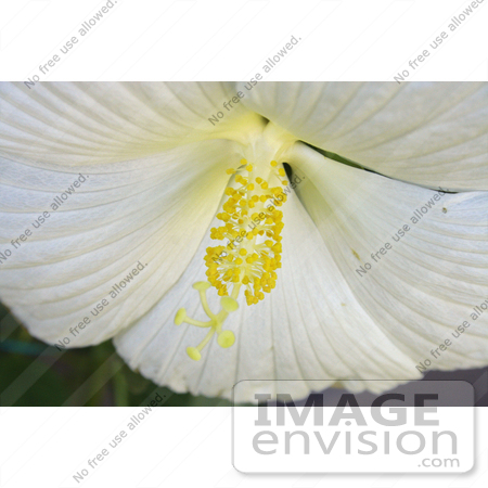 #12166 Picture of a White Hibiscus by Jamie Voetsch