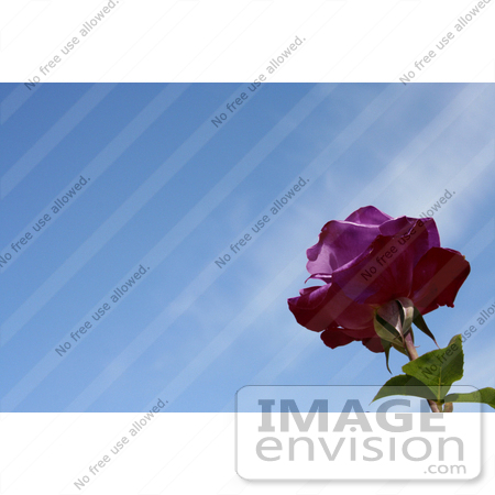 #12168 Picture of a Purple Rose by Jamie Voetsch
