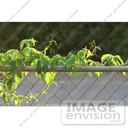 #12171 Picture of a Virginia Creeper Vine by Jamie Voetsch