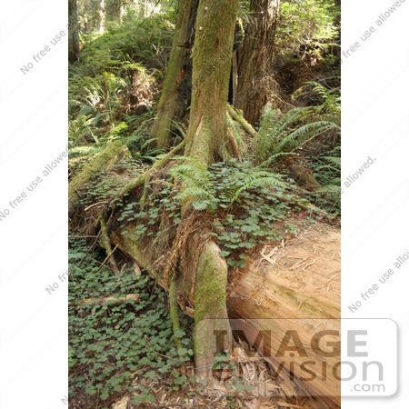#122 Stock Image of a Redwood Forest, California by Jamie Voetsch