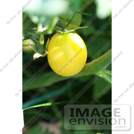 #12200 Picture of a Snow White Cherry Tomato by Jamie Voetsch