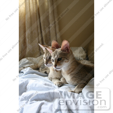 #12208 Picture of Savannah Kittens Resting by Jamie Voetsch