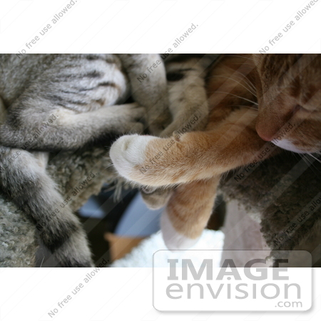 #12209 Picture of Cat Paws on a Cat Tree by Jamie Voetsch