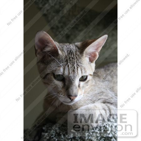 #12211 Picture of a Savannah Kitten by Jamie Voetsch