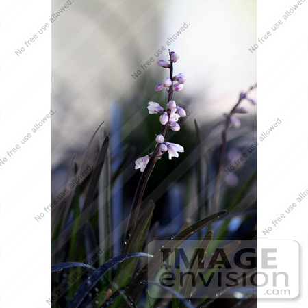 #12216 Picture of Mondo Grass Flowers by Jamie Voetsch