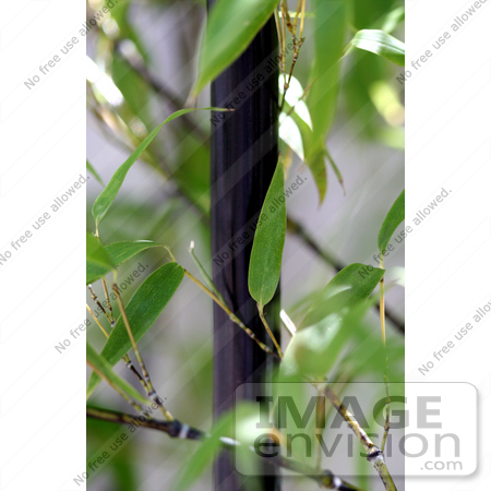 #12218 Picture of Leaves and Black Bamboo Shoot by Jamie Voetsch