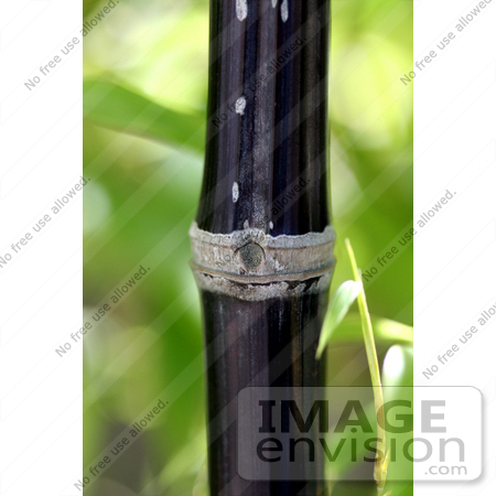 #12219 Picture of Black Bamboo (Phyllostachys nigra) by Jamie Voetsch