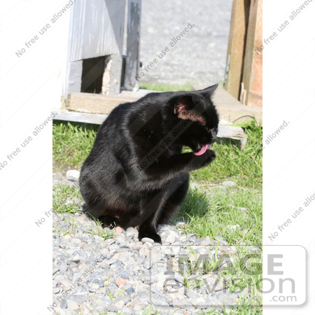 #1222 Picture of a Black Cat Grooming Itself by Kenny Adams