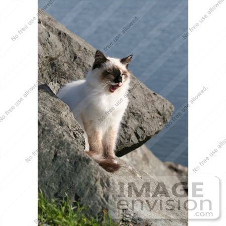 #1223 Picture of an Ocean Cat Yawning by Kenny Adams