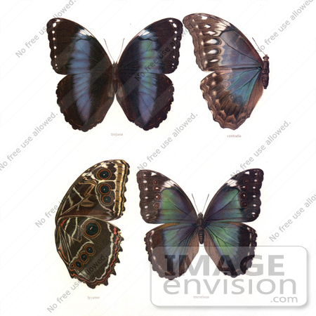 #12319 Picture of Four Morpho Butterflies by JVPD