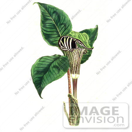 #12970 Picture of a Jack-in-the-Pulpit Flower (Arum triphyllum) by JVPD