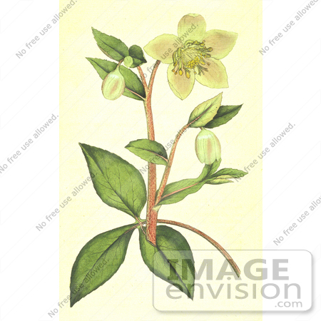 #12977 Picture of Livid Hellebore (Helleborus lividus) Flowers by JVPD