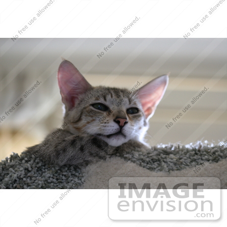 #13098 Picture of a Savannah Kitten in a Cat Tree by Jamie Voetsch