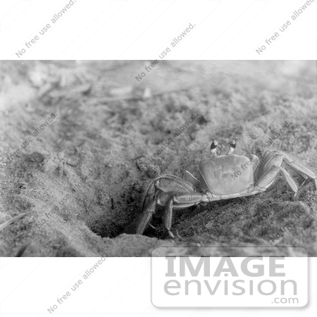 #13418 Picture of a Sand Crab on the Beach by JVPD
