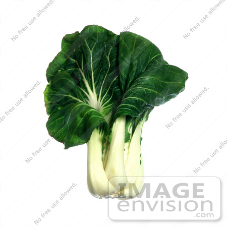 #13502 Picture of Bok Choy by JVPD