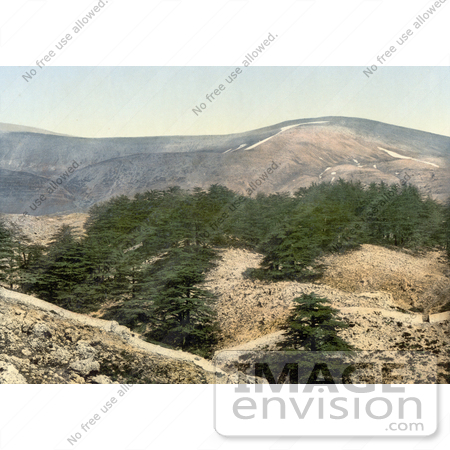 #13564 Picture of Cedar Trees on Hills of Lebanon by JVPD