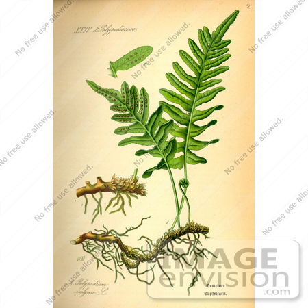 #13660 Picture of Polypodium Vulgare Ferns by JVPD