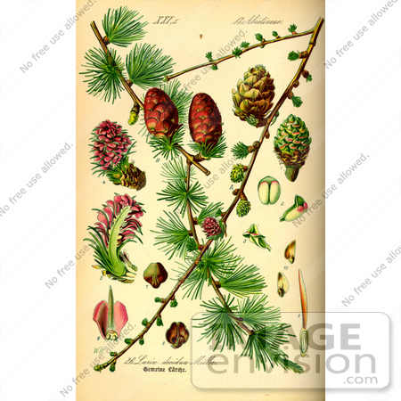 #13663 Picture of Larix Decudua (Pinaceae) Conifer Parts by JVPD