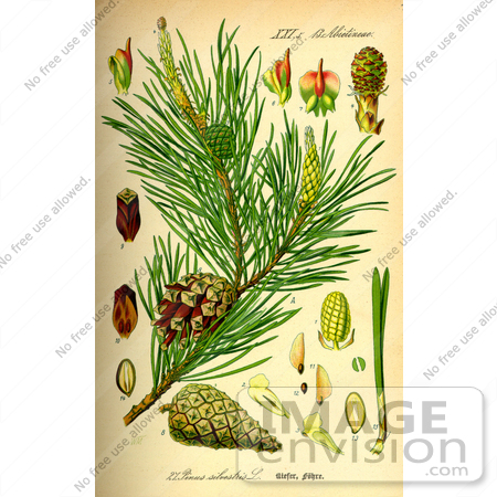 #13675 Picture of Scots Pine (Pinus sylvestris) by JVPD