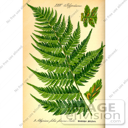 #13678 Picture of the Common Lady Fern by JVPD