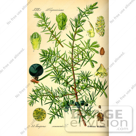 #13679 Picture of Common Juniper (Juniperus communis) by JVPD