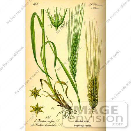 #13684 Picture of Barley (Hordeum vulgare) by JVPD