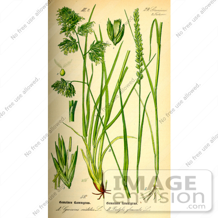 #13689 Picture of Cocksfoot, Orchard Grass (Dactylis glomerata) by JVPD
