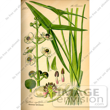 #13690 Picture of Arrowhead Water Plantain (Sagittaria sagittifolia) by JVPD