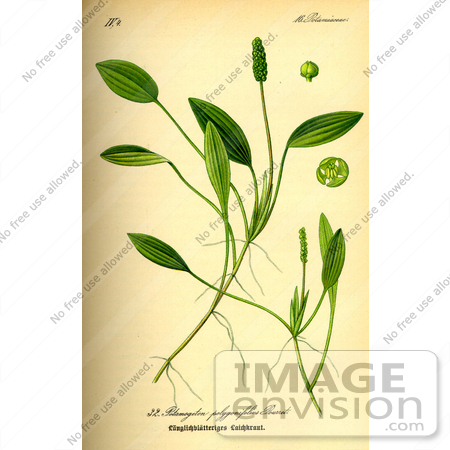 #13691 Picture of Aquatic Pondweed Plants (Potamogeton polygonifolius) by JVPD