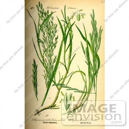 #13692 Picture of Reed Grass (Glyceria maxima) by JVPD