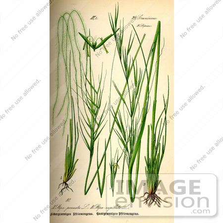 #13693 Picture of Feather Grass (Stipa pennata) by JVPD