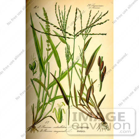#13696 Picture of Setaria Verticillata Grasses by JVPD