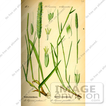 #13699 Picture of Meadow Foxtail (Alopecurus pratensis), by JVPD