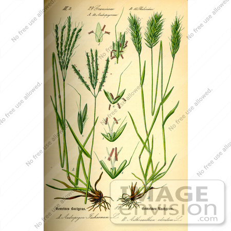 #13700 Picture of Vanilla Grass (Anthoxanthum odoratum) by JVPD