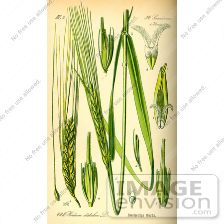 #13701 Picture of Perennial Grasses (Hordeum distichon) by JVPD