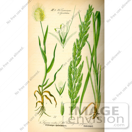 #13705 Picture of Lagurus Ovatus Grasses by JVPD