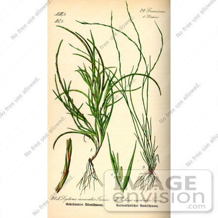 #13709 Picture of Grasses (Psilurus incurvus) by JVPD